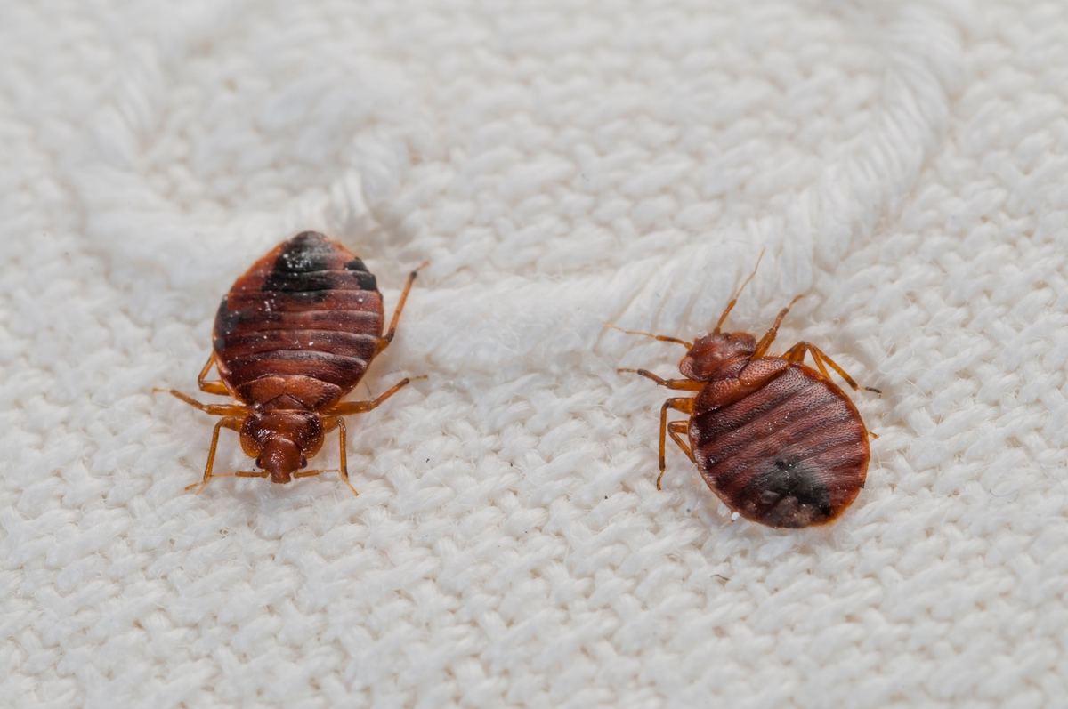 7 Warning Signs You Have a Bedbug Infestation
