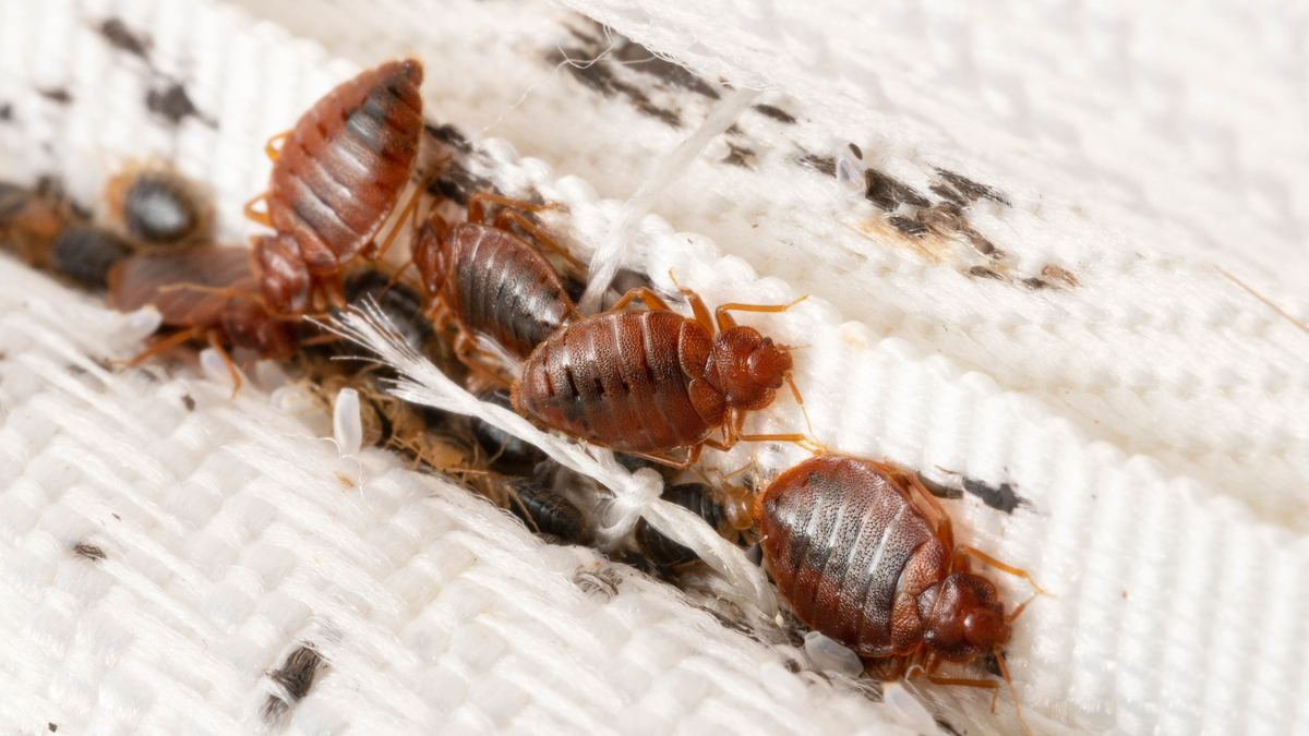 Bed Bug