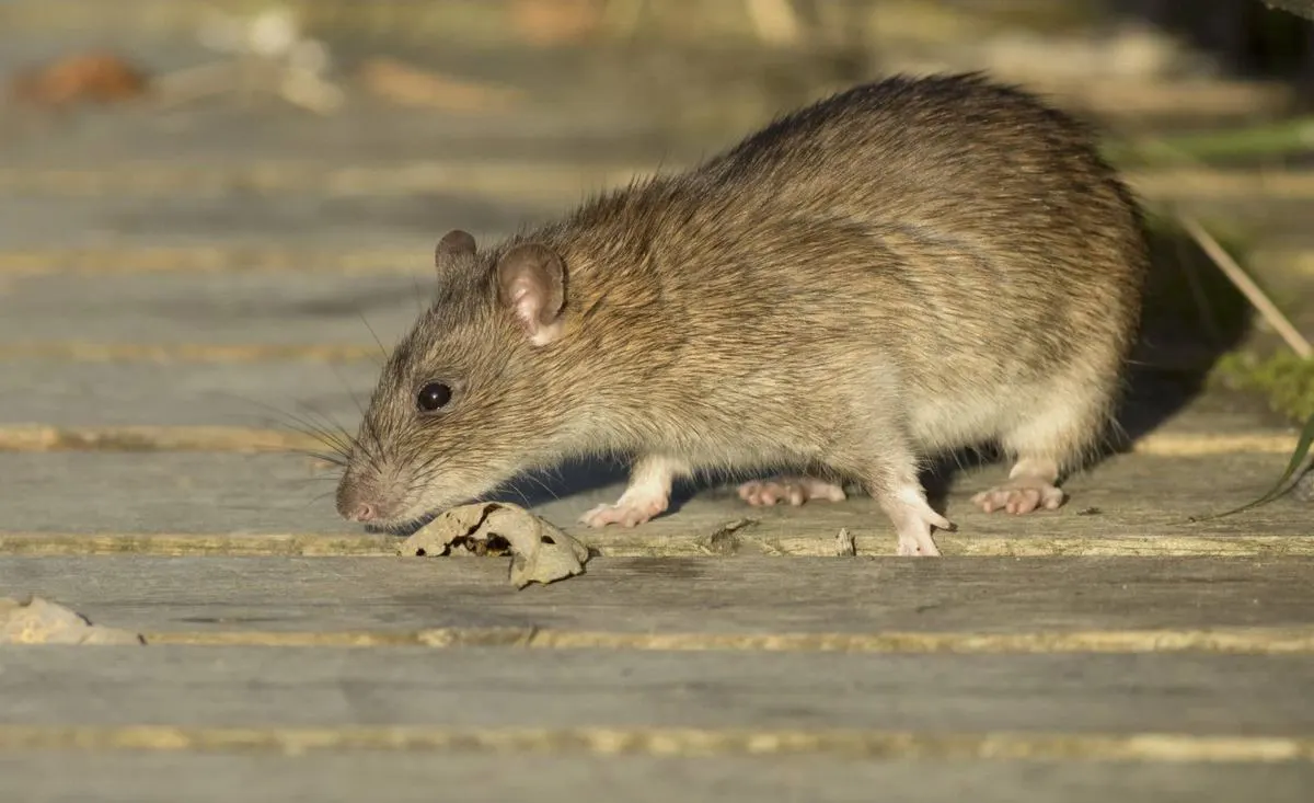Adult brown rat with grey-brown fur, blunt snout, small ears and thick scaly tail crouched on garden decking