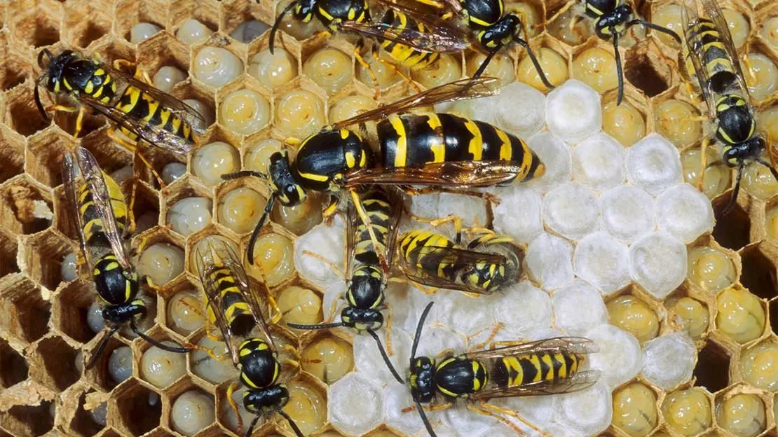 Yellow-and-black common wasps on the exposed comb of a paper nest, with hexagonal cells holding white larvae